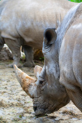 Obraz premium A large rhinoceros stands sideways