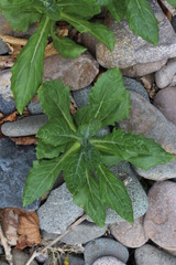 Rock texture backgroung for tiles