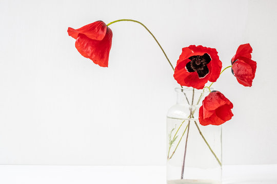Four red delicate poppies in glass vase isolated on white background