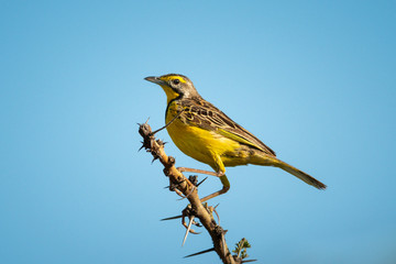 Yellow-throated longclaw on thorny branch facing left