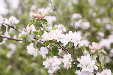 Apple trees flowers. the seed-bearing part of a plant, consisting of reproductive organs