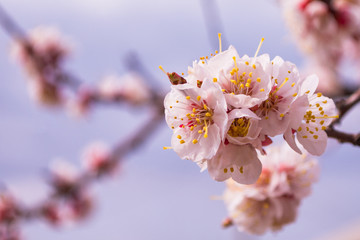 Spring garden. Flowering branch of the apricot tree close-up. Space for text. Soft selective focus.