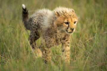 Fototapeta na wymiar Young cheetah cub walks through long grass