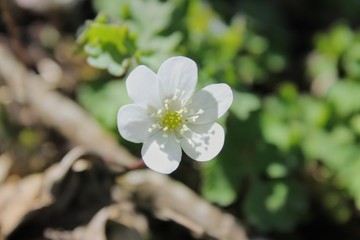 Flor  blanca en primavera, fondo desenfocado.