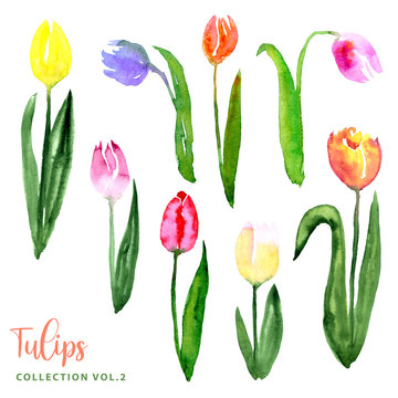 Watercolor loose style tulip flowers and leaves set. Collection of isolated images of pink red purple, yellow, blue, orange. For print, pattern, textile, wallpapers, invitations, cards