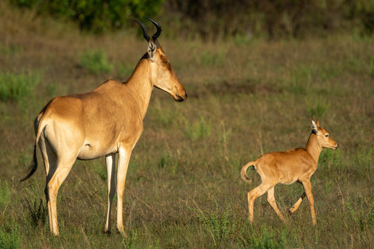 Young hartebeest leaves mother in sunlit savannah