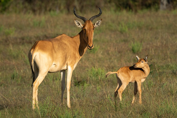 Naklejka na ściany i meble Young hartebeest turns to mother in grass