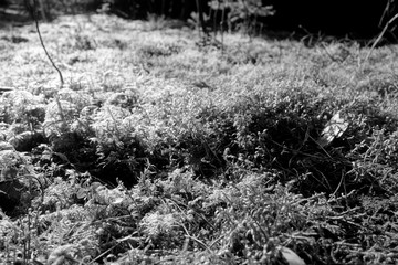 Natural moss texture close-up. Black and white