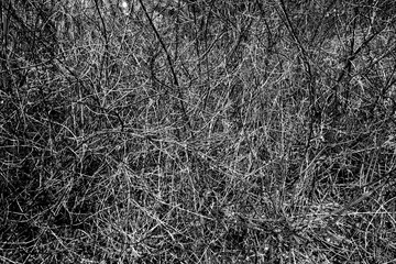 Natural background pattern of bush tweaks in black and white