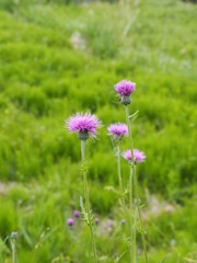 Obraz premium 初夏の野に咲くノアザミの花