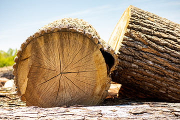 stack of logs