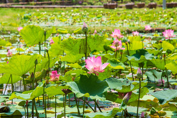 A pink lotus with leaves in peachful lotus pond at public park  in summer