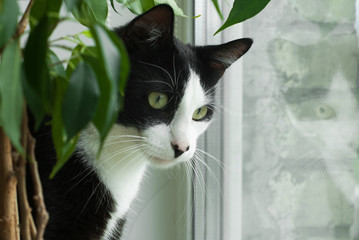 Portrait of black white catlooking out the window
