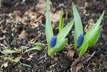 two blue flowers is growing on spring earth
