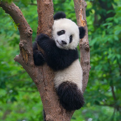Cute giant panda bear climbing in tree - 348548611