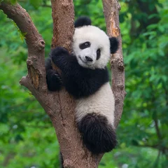  Cute giant panda bear climbing in tree © wusuowei