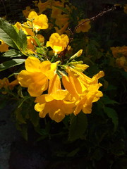 Close-up of Hibiscus Syriacus Flowers in Yellow