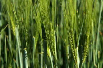 Green winter crops in the fields began to spike