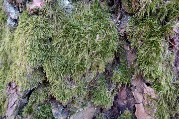 Moss on old tree bark.