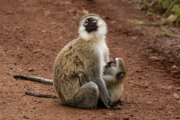 Velvet Affe mit Baby