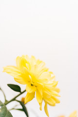 Fototapeta premium Gelbe Blume 