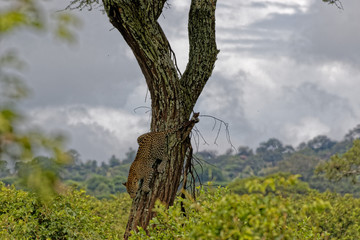 Fototapeta na wymiar Gepard auf einem Baum