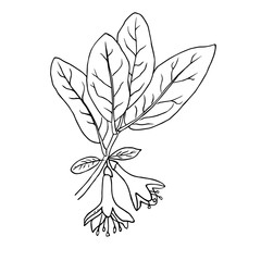 Branch of honeysuckle with flowers and leaves by hand drawn on white backgrounds. Vector. Lonicera japonica.