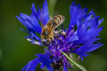 Bienen,Anthophila, Kornblume