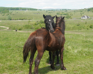 Dark brown horses on a field