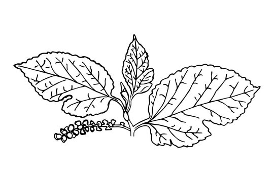 Branch of mulberry with flowers by hand drawn on white backgrounds. Vector