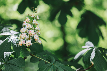 Branch of a chestnut tree with flowers in a sunlight.