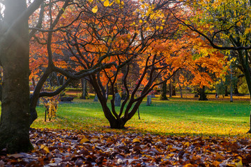 Tree with orange leaves during autumn in Bute Park, Cardiff, Wales