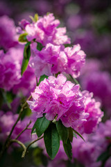 Purple rhododendron flowers