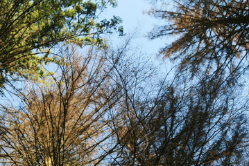 view of the blue sky and tree crowns