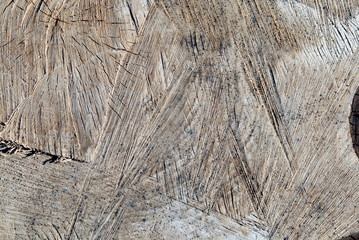 background the middle of a sawn tree