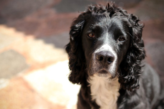Black and white cocker spaniel dog