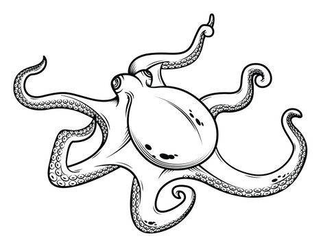 Octopus hand drawing vector