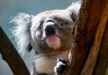 Portrait of a cute koala bear on a tree