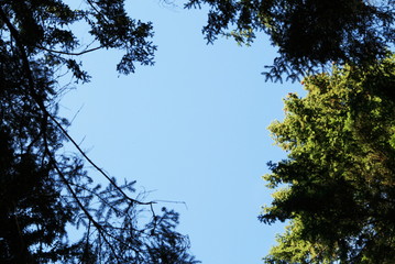 view of the blue sky and tree crowns