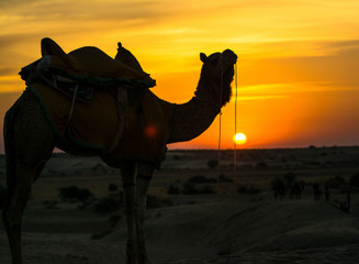 Sunset view with camel at Sam sand dunes of Jaisalmer the golden city, an ideal allure for travel...
