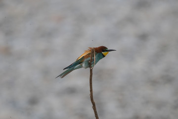 Ritratto di gruccione in natura