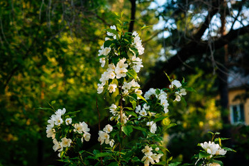 blooming white apple tree on a sunny day