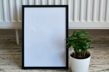 Green houseplant in pot and white empty canvas for inscription in black frame.