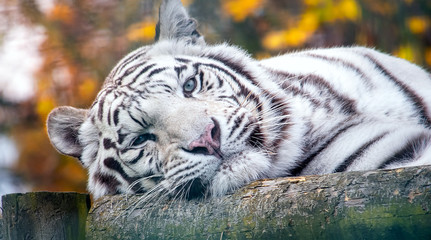 Fototapeta na wymiar Closeup portrait of a siberian white tiger