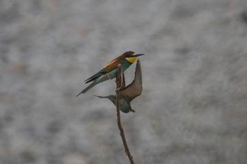 Ritratto di gruccione in natura