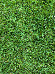 green grass background