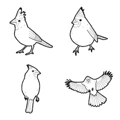 Cardinal Vector Illustration Hand Drawn Animal Cartoon Art