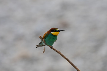 Ritratto di gruccione in natura