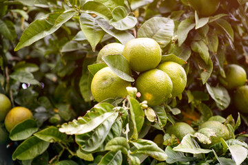 Tangerines growing on tree.