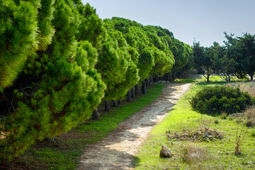 Fototapeta na wymiar Beautiful landscape with footpath and cedar trees.